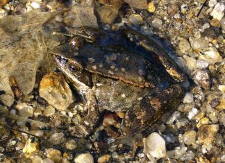 Fauna in the municipality of Boticas a-fauna-no-concelho-de-boticas