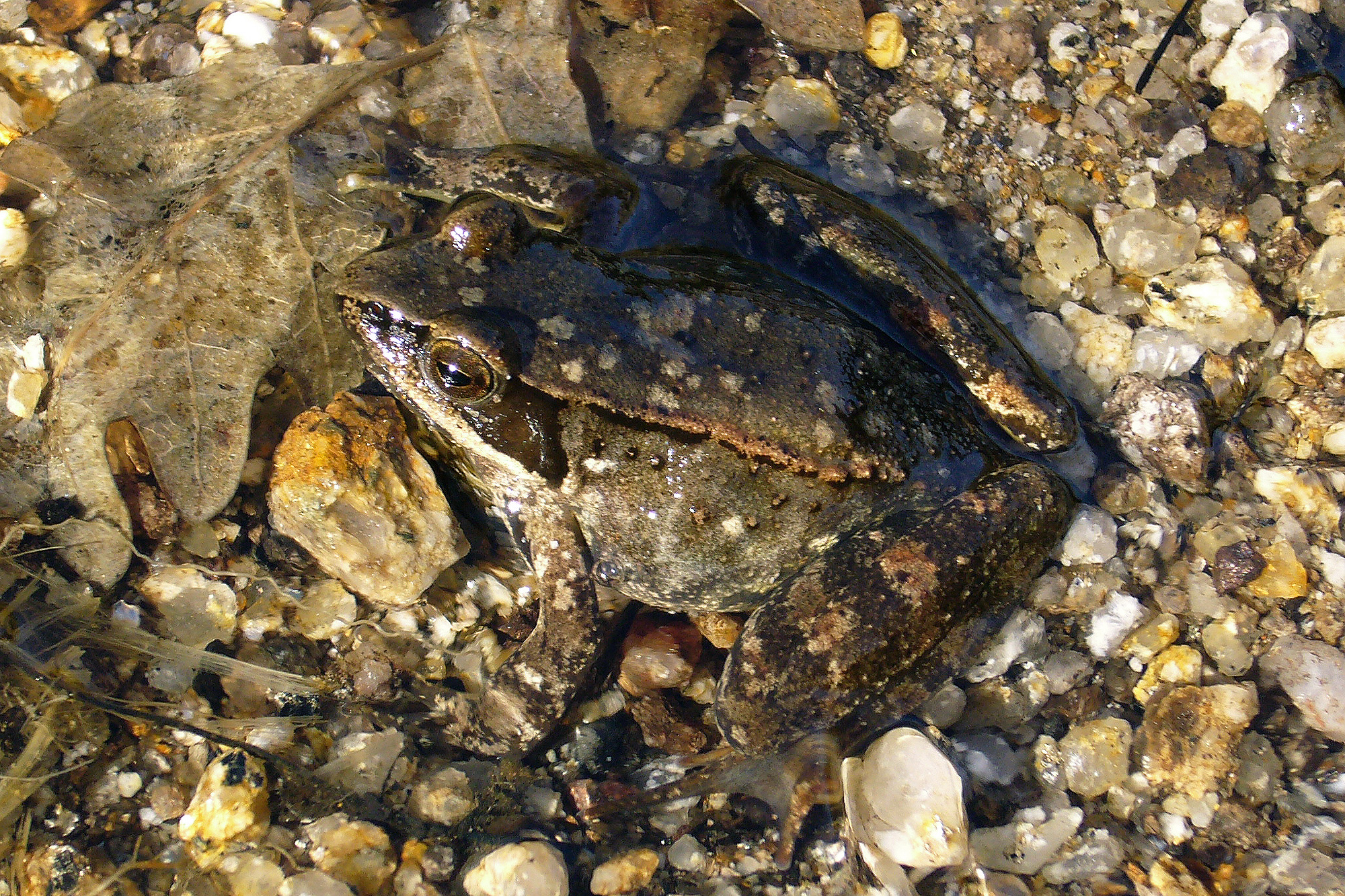 a-fauna-no-concelho-de-boticas