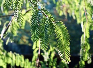 Boticas recebeu 1350 árvores boticas-recebeu-2360-arvores