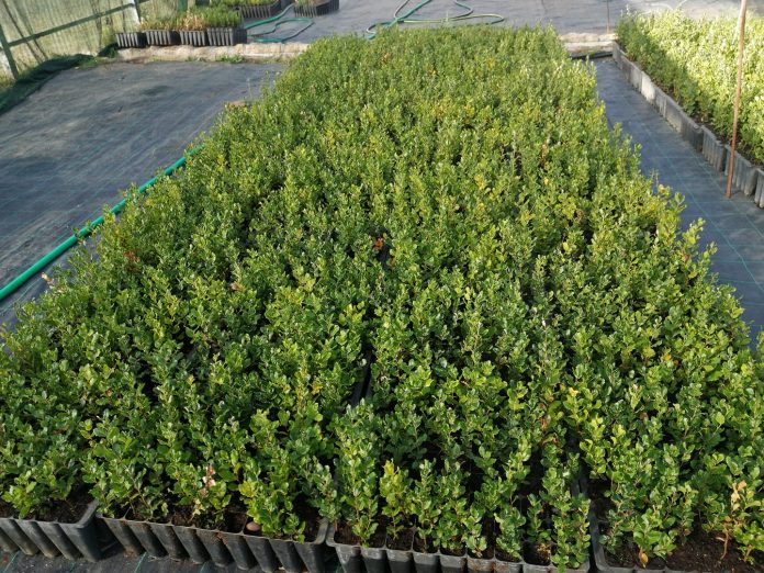 boticas-parque-oferece-sobreiros