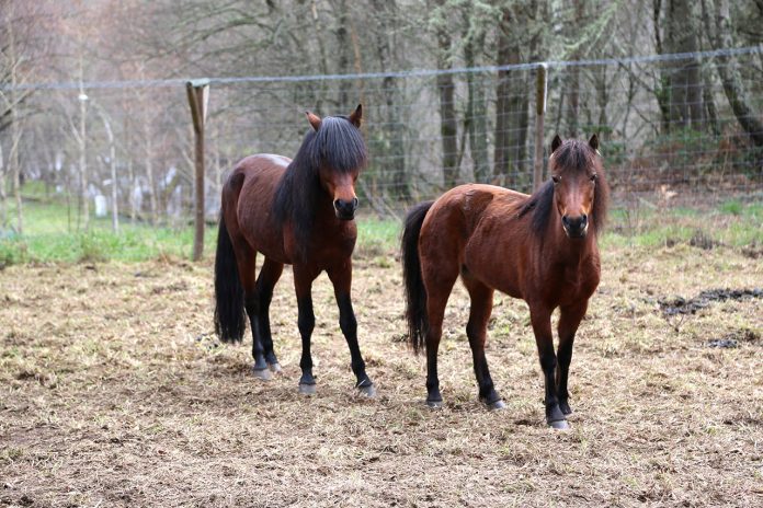 boticas-parque-tem-novos-habitantes