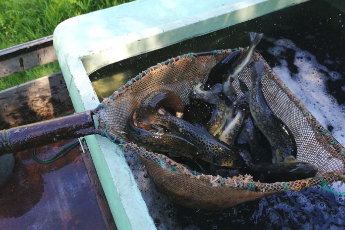 rio-beca-e-afluentes-repovoados-com-trutas-fario