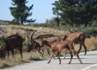 Em Boticas há 1.500 cabras e ovelhas a ajudar a prevenir incêndios rurais