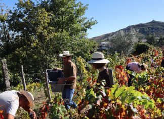 Harvest of Vinho dos Mortos 2022