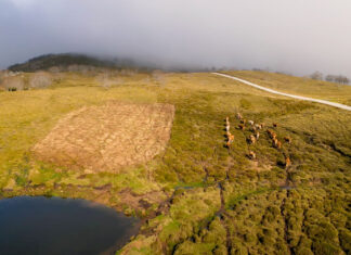 Pitões das Júnias wins gold in Japan